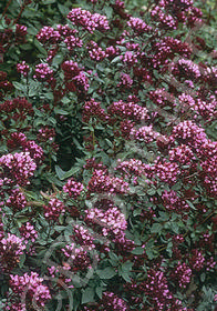 Origanum laevigatum 'Herrenhausen'